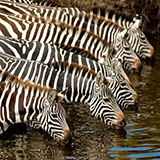  Zebra 