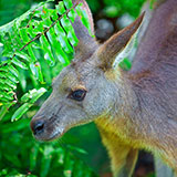  Kangaroo 