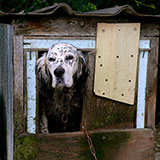  Kennel 