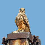  Kestrel 