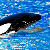  Killer Whale 