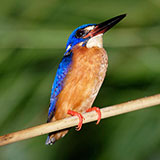  Kingfisher 