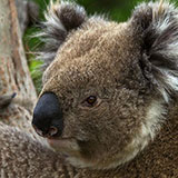  Koala 