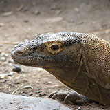 Komodo 