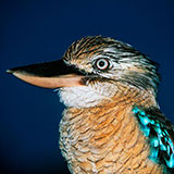  Kookaburra 