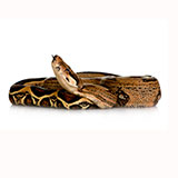  Boa 
