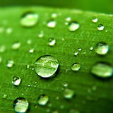 Dew 