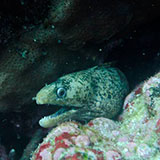  Eel 