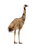  Emu 