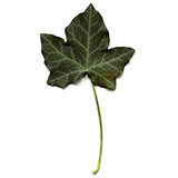  Ivy 