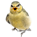  Tit 
