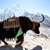  Yak 