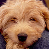  Labradoodle 