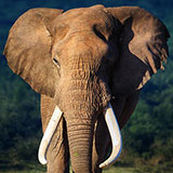  Largest 