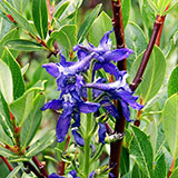  Larkspur 