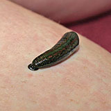  Leech 