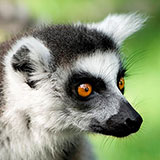  Lemur 