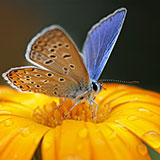  Lepidoptera 