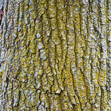  Lichen 