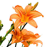 Lily 