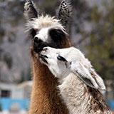  Llama 