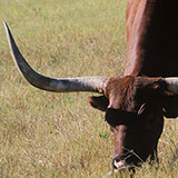  Longhorn 
