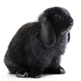  Lop-eared 