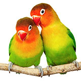  Lovebirds 