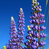  Lupines 