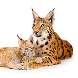  Lynx 